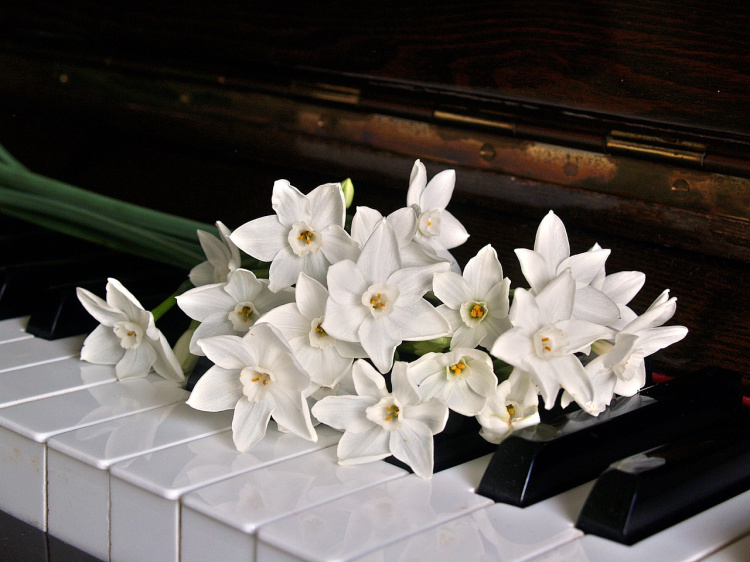 kukkia pianon koskettimistolla