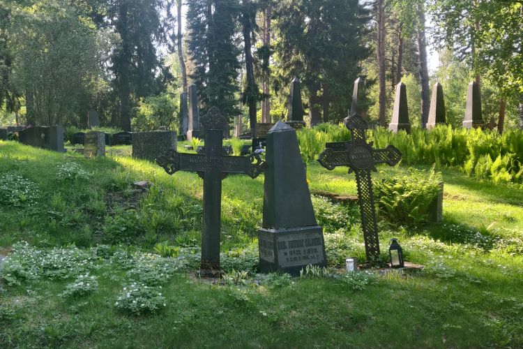 Valkovuokkoja kevätauringossa Ison hautausmaan vanhalla puolella osastossa 20.