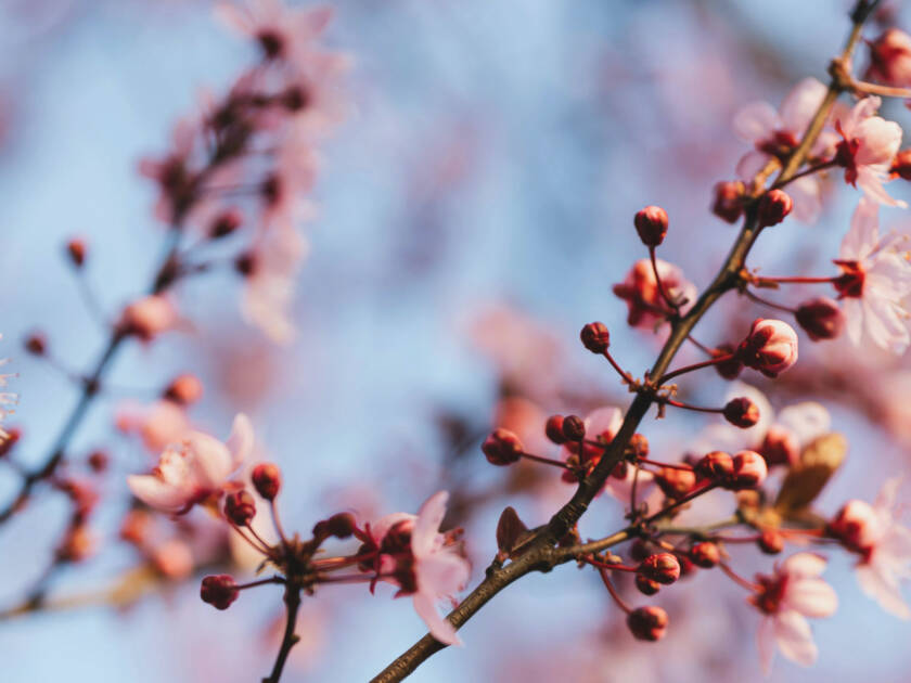 Pink flower blossoms.