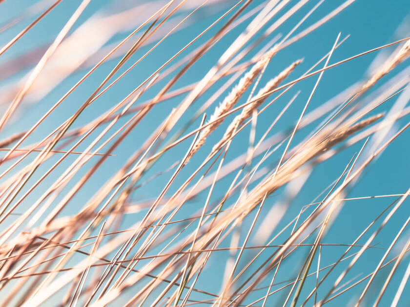 Reeds towards a blue sky.