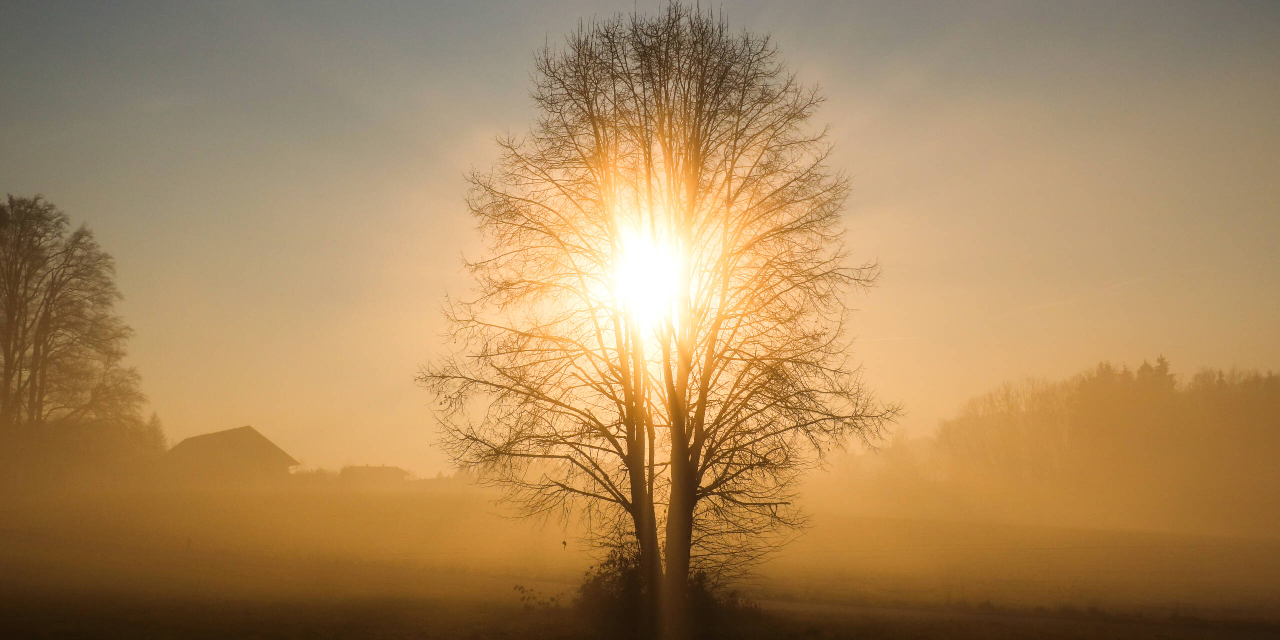 Sumuisella pellolla aamuauringossa lehdetön puu, jonka oksien lävitse auringonvalo siivilöityy.
