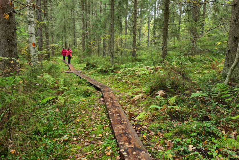 Kaksi punatakkista henkilöä kävelee luontopolulla pitkospuilla.