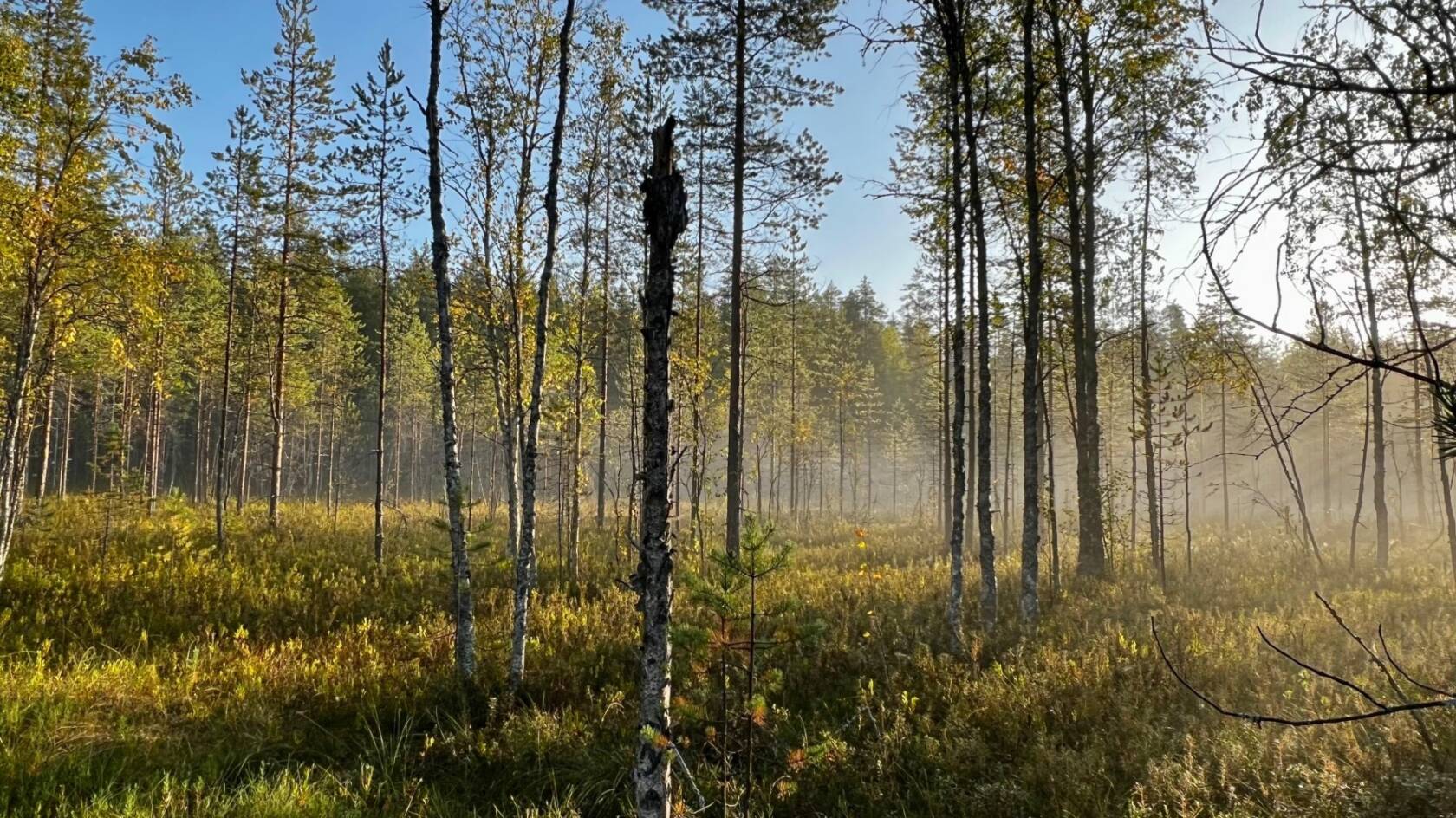 metsä